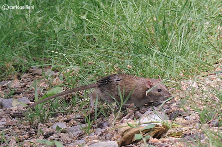 Ratto delle chiaviche Rattus norvegicus