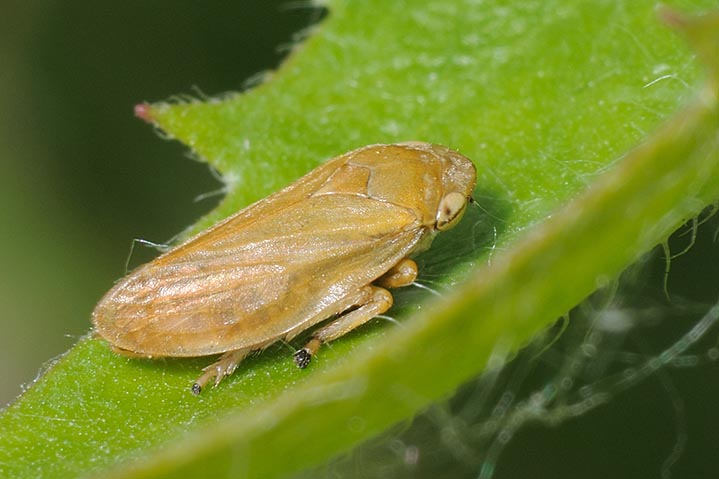 Philaenus spumarius Fam Aphrophoridae