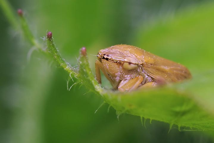 Philaenus spumarius Fam Aphrophoridae