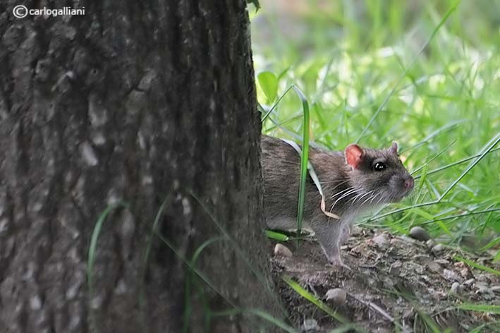 Ratto delle chiaviche Rattus norvegicus