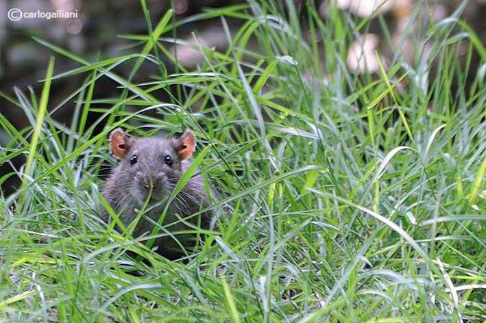 Ratto delle chiaviche Rattus norvegicus