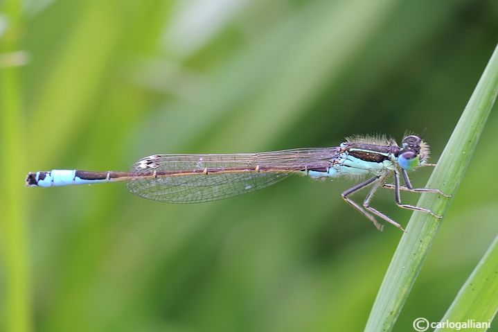 Ischnura graellsii (Rambur,1842)
