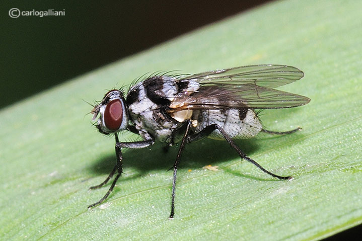 Anthomya? No, Limnophora obsignata F (Muscidae)