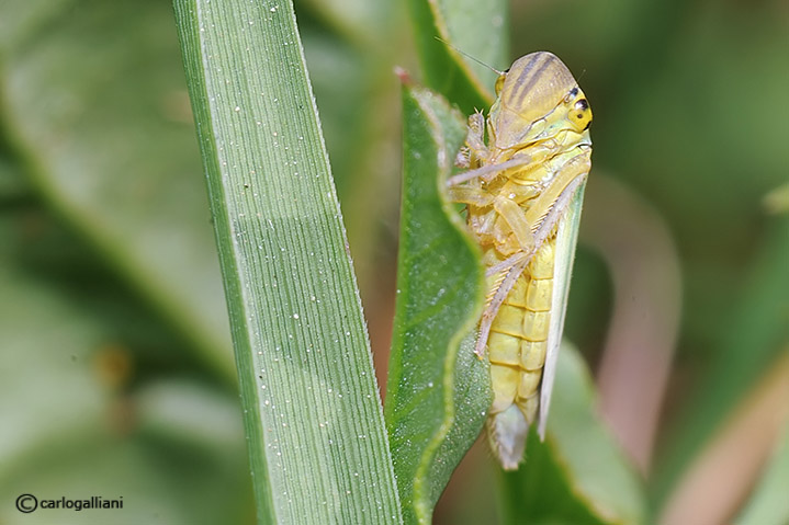 Cicadella viridis