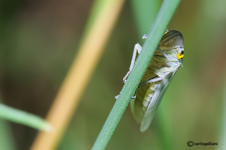 Cicadella viridis