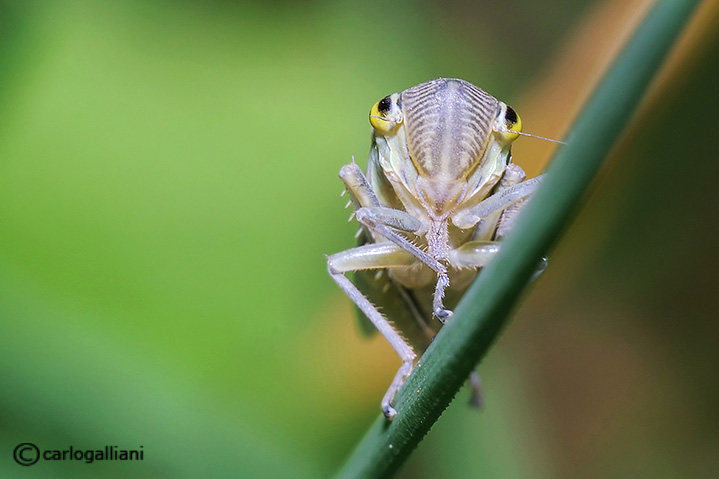 Cicadella viridis