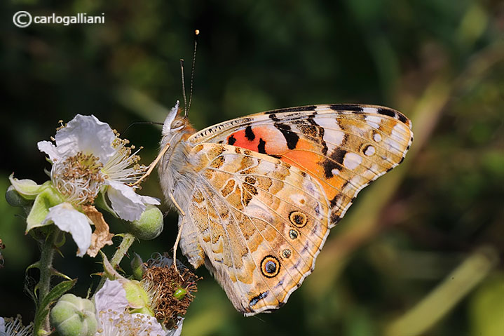 Vanessa cardui, migrazione?
