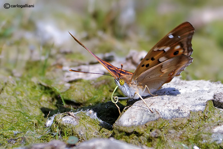 Apatura ilia