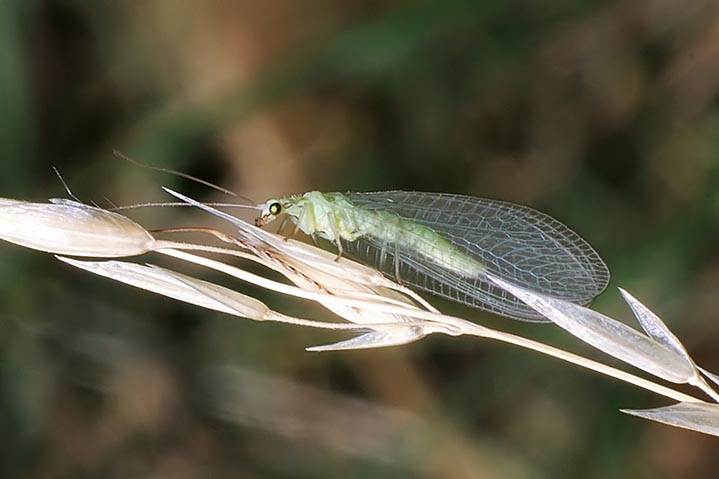 Chrysoperla sp.