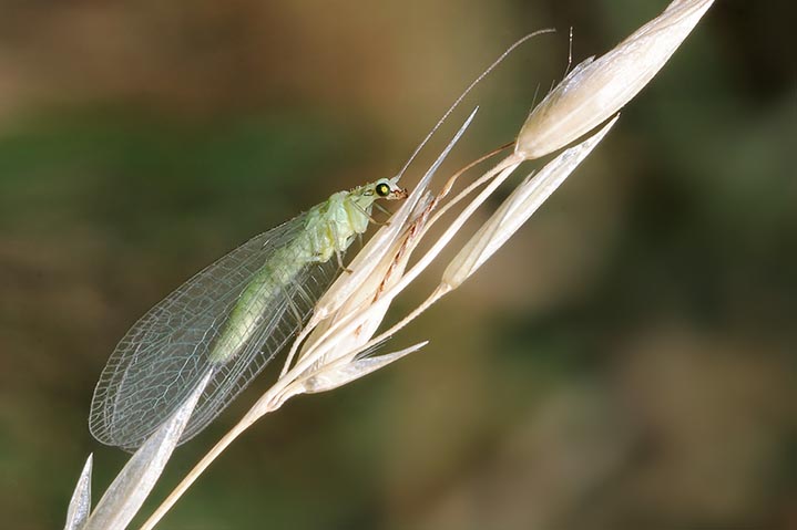 Chrysoperla sp.