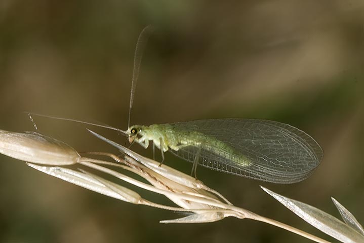 Chrysoperla sp.