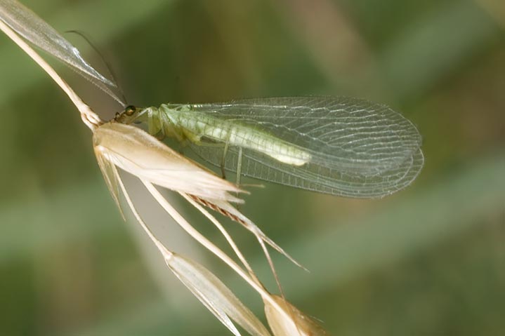 Chrysoperla sp.