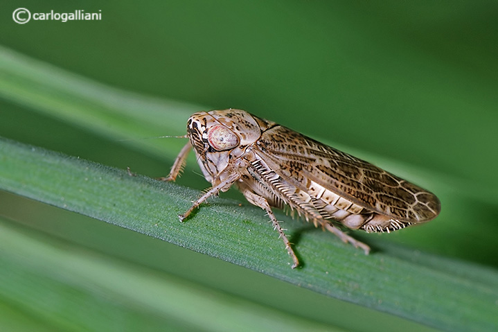 Philaenus spumarius  e Cicadellidae