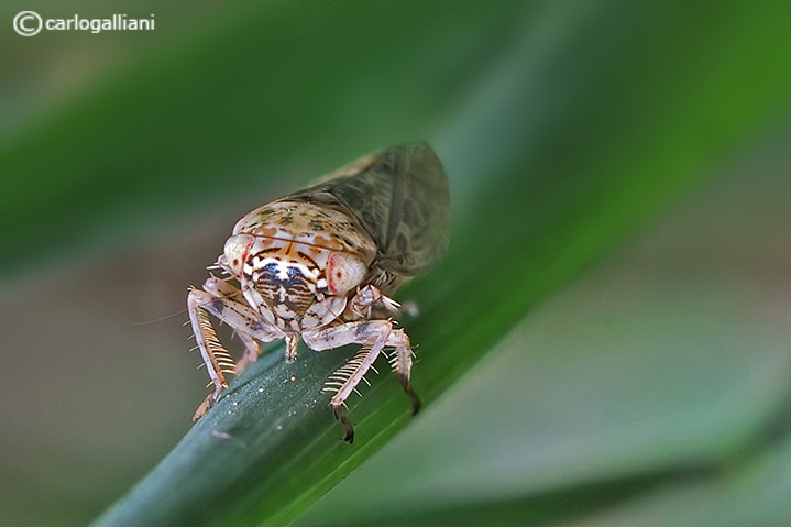 Philaenus spumarius  e Cicadellidae