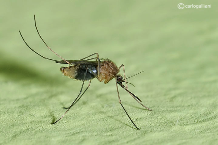 Culex pipiens ?