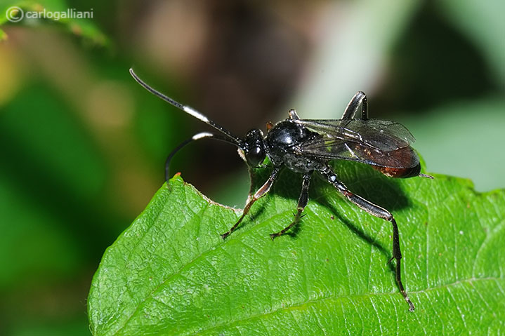 femmina di Ichneumonidae