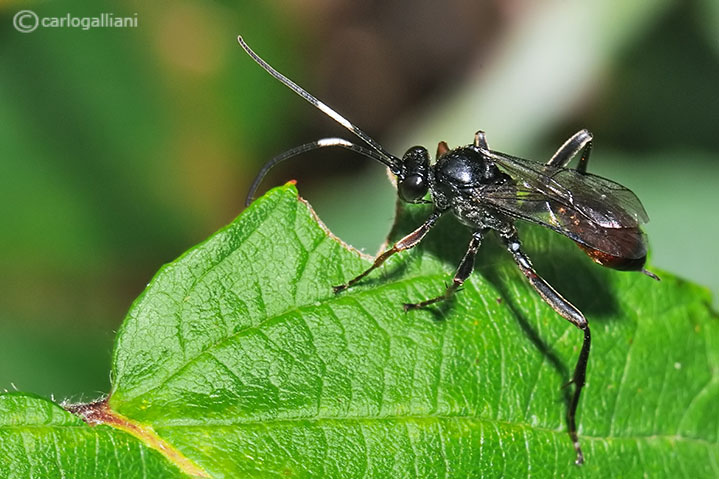 femmina di Ichneumonidae