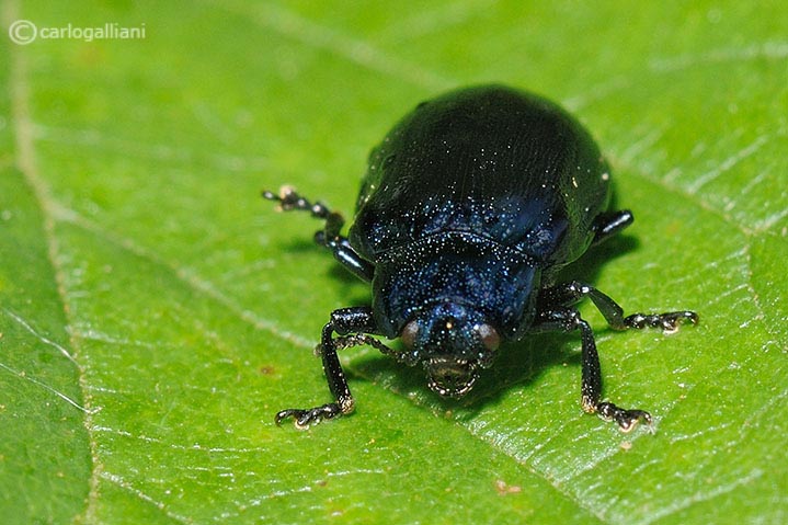 Oreina cacaliae? No, Plagiosterna (= Linaeidea) aenea