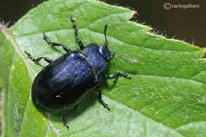 Oreina cacaliae? No, Plagiosterna (= Linaeidea) aenea