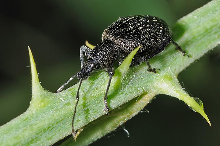 Otiorhynchus armadillo - Curculionidae
