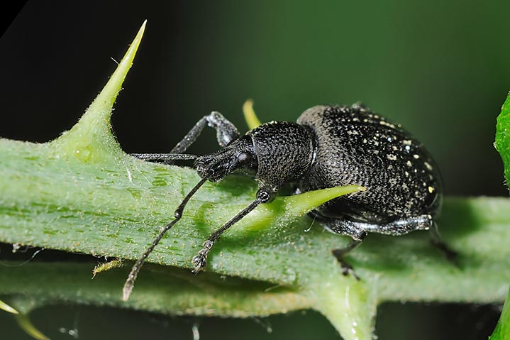 Otiorhynchus armadillo - Curculionidae