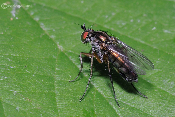 Dolichopodidae.