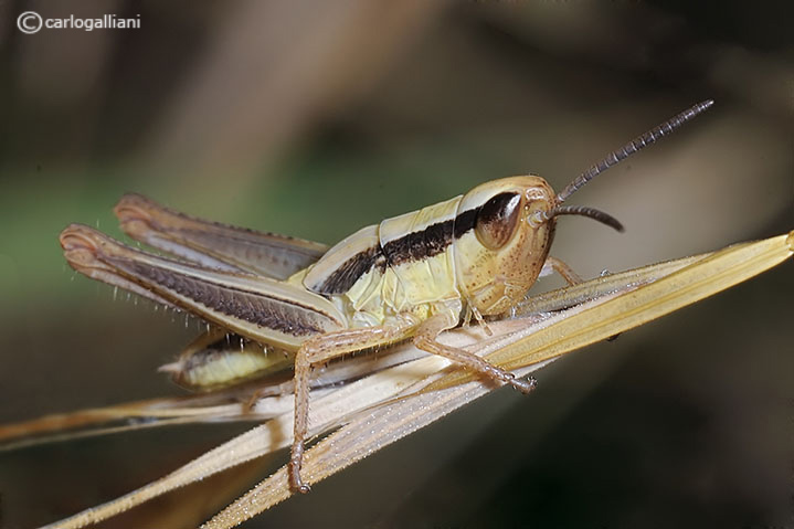 Euchorthippus declivus (ninfa)