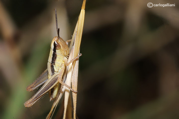 Euchorthippus declivus (ninfa)