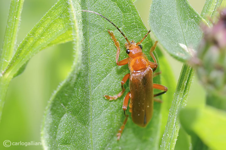 rachonygha fulva ?