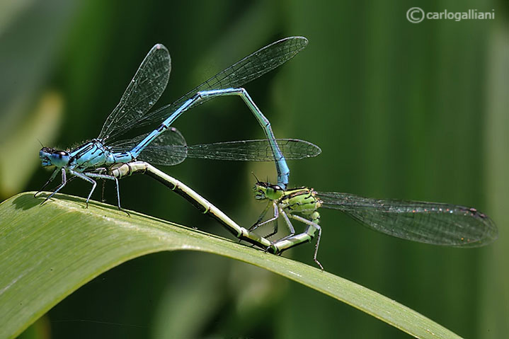 Coenagrion puella accoppiamento