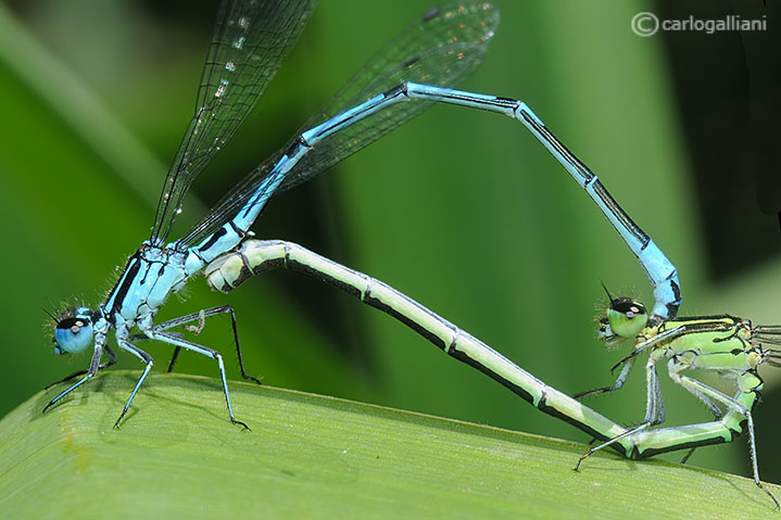 Coenagrion puella accoppiamento