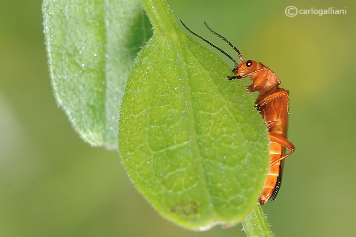 rachonygha fulva ?