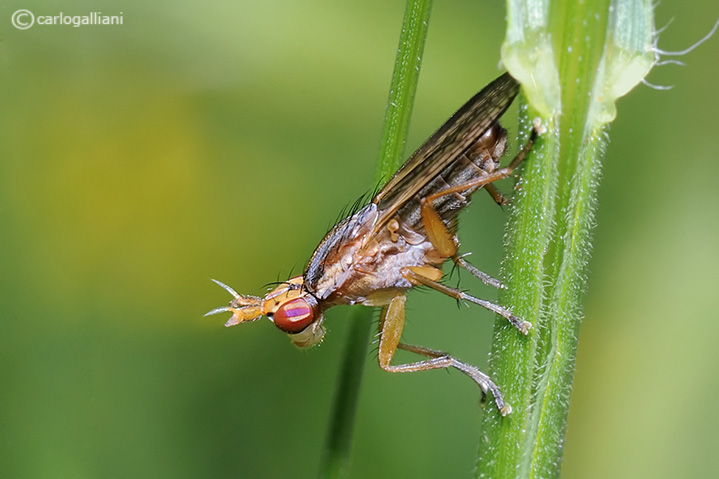 Limnia unguicornis (Sciomizydae)