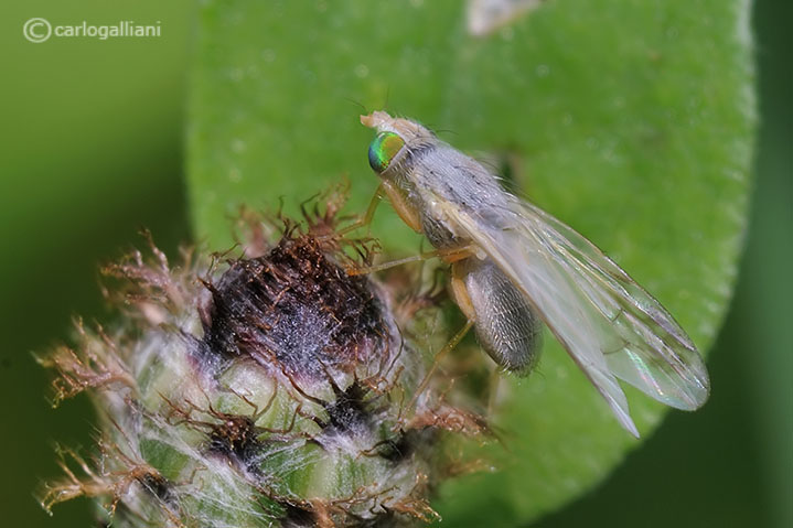 probabile Acanthiophilus helianthi (Tephritidae)