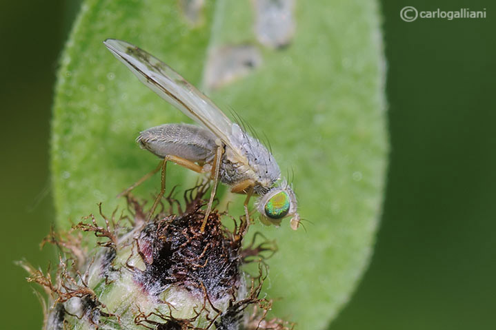 probabile Acanthiophilus helianthi (Tephritidae)