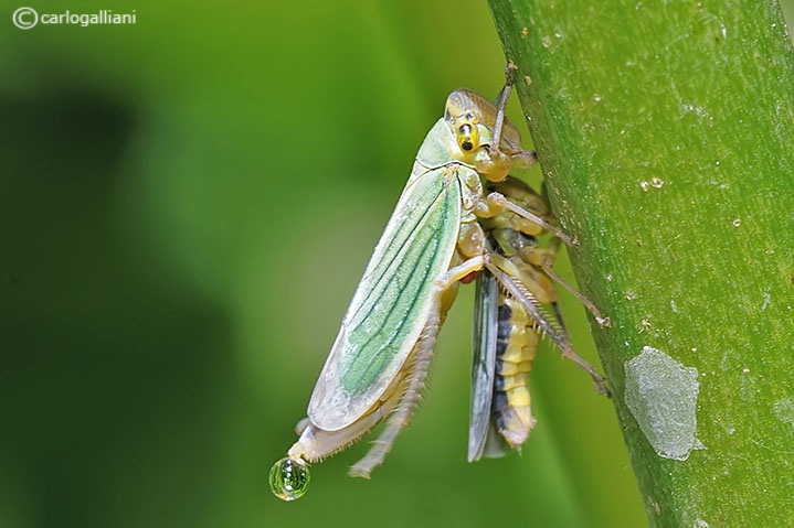 Comportamento cicadella viridis