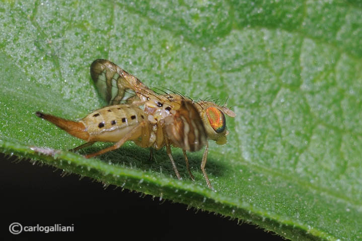 Tephritidae identificazione