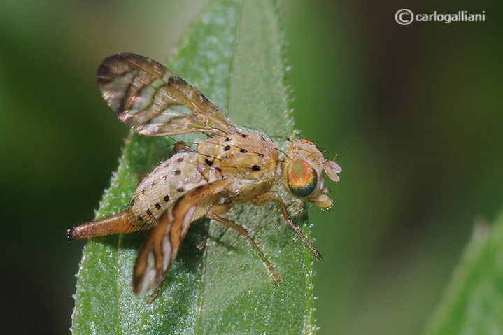 Tephritidae identificazione