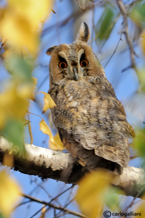 Gufo comune in volo