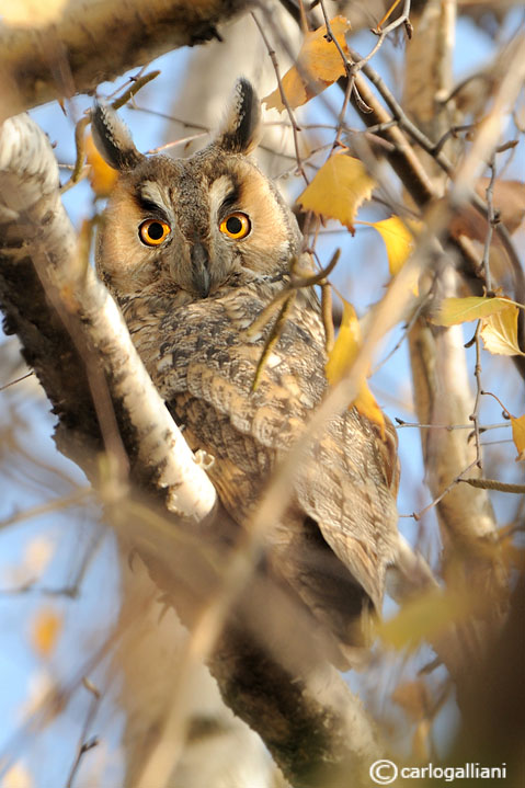 Gufo comune in volo
