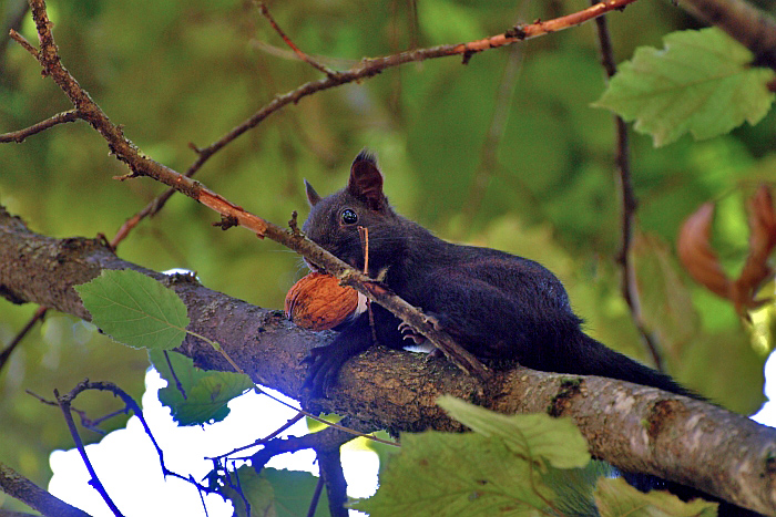 scoiattolo controluce:consigli