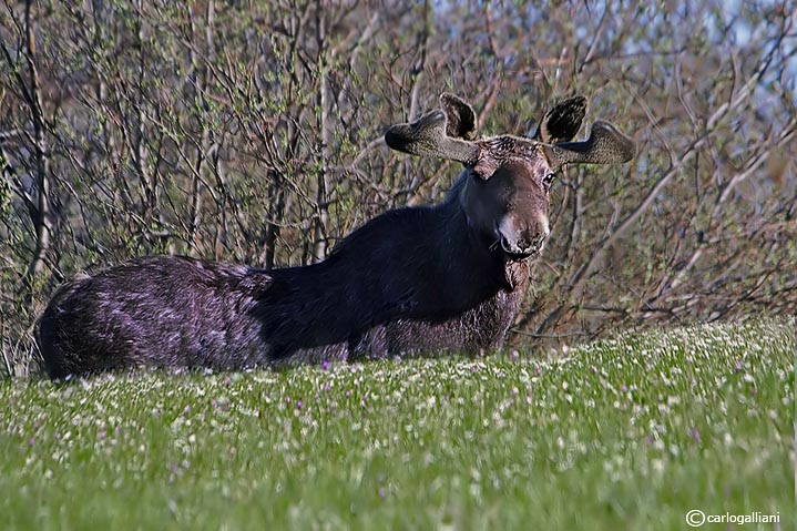 Lapponia la terra del grande nord