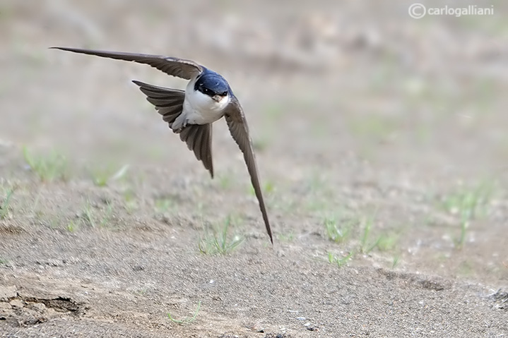 Semplice balestruccio ma....