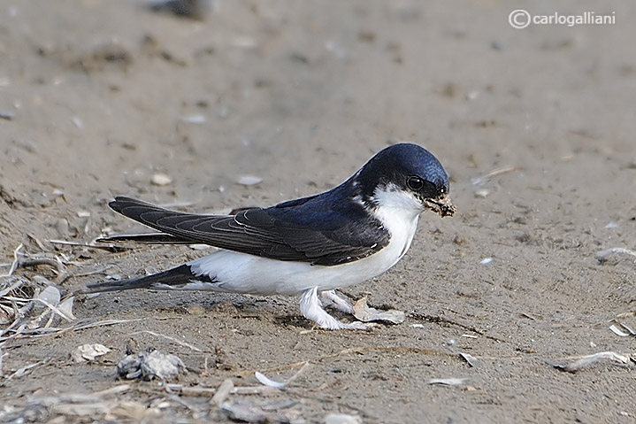 Semplice balestruccio ma....