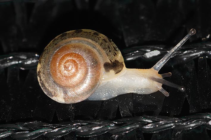 Identificazione cepaea nemoralis ?