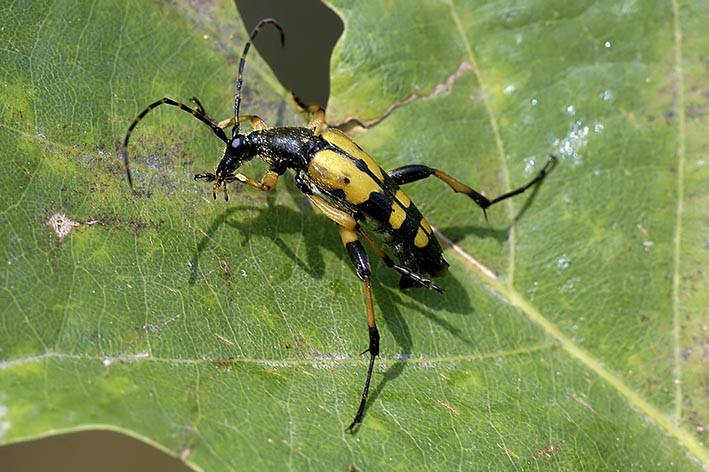 cerambidae identificazione: Rutpela maculata