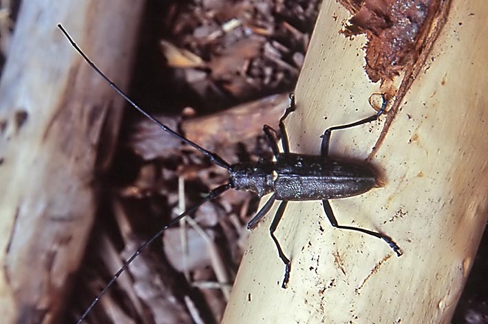 ancora cerambice - Monochamus sartor