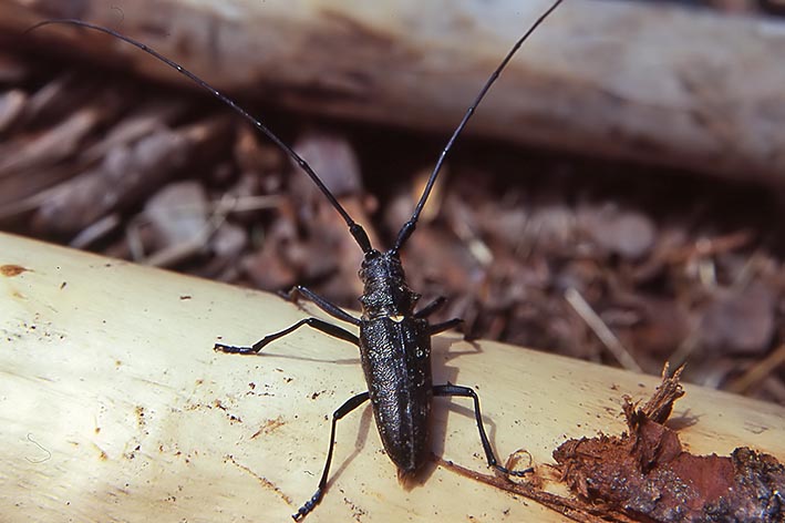 ancora cerambice - Monochamus sartor