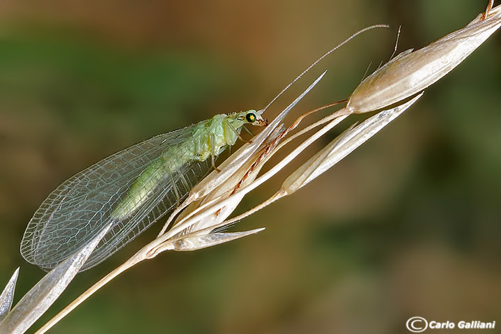 Chrysoperla pallida