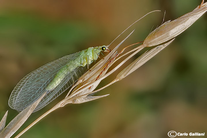 Microcosmo (visti da molto vicino)